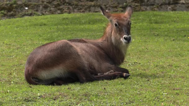 Nilgai Antilopen Asien Uhd 50P Schwenken Nahaufnahme — Stockvideo