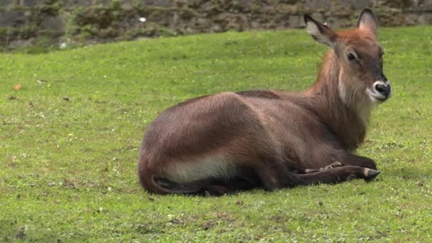 Nilgai Antelope Ásia Uhd 50P Panning Fechar — Vídeo de Stock