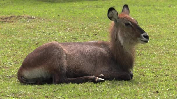 Nilgai Antelope Asia Uhd 50P Panning Closeup — Stock Video