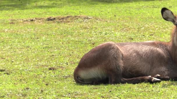 Nilgai Antilop Asya Uhd 50P Kaydırma Portre — Stok video