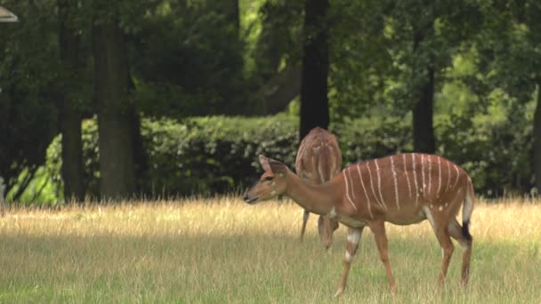 Nilgai, Antelope Asia. 4K, En Haute Qualité, 50p, Panoramique, Gros plans , 