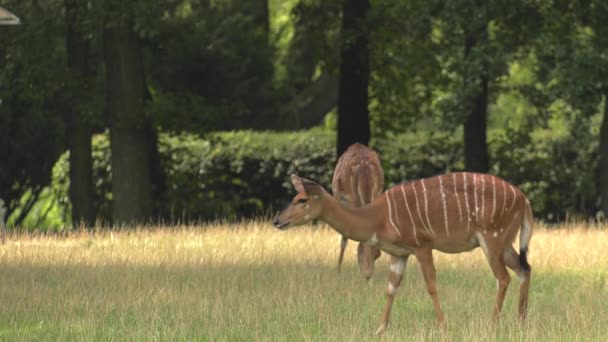 Nilgai Asia Antylopy Uhd 50P Panoramowanie Zbliżenie — Wideo stockowe