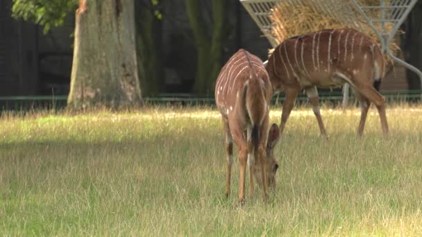 Nyala Auf Nahrungssuche Uhd 50P Schwenken Nahaufnahme — Stockvideo