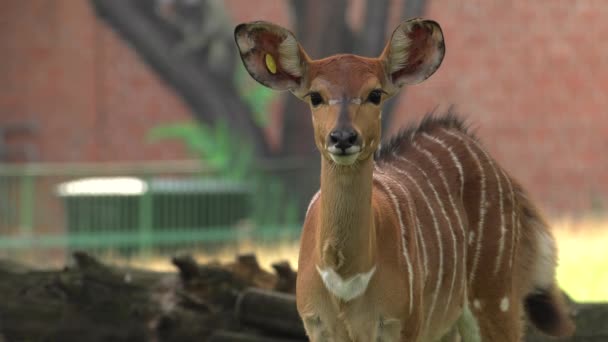 Nyala Zoek Naar Voedsel Uhd 50P Pannen Close — Stockvideo