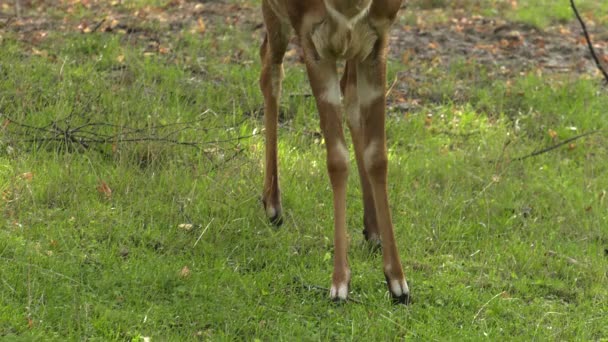 Nyala Auf Nahrungssuche Uhd 50P Schwenken Nahaufnahme — Stockvideo