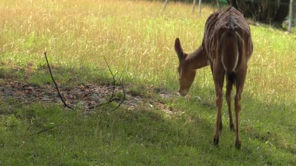 Nyala Looking Food Uhd 50P Panning Closeup — Stock Video