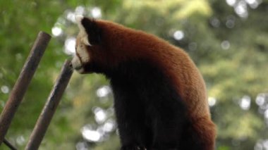 Red panda bir ağaçta oturuyor. Dinleniyor. 4k, Uhd, 50p, kaydırma, portre, 