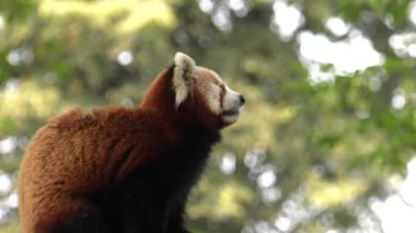 Red panda bir ağaçta oturuyor. Dinleniyor. 4k, Uhd, 50p, kaydırma, portre, 