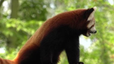 Red panda bir ağaçta oturuyor. Dinleniyor. 4k, Uhd, 50p, kaydırma, portre, 