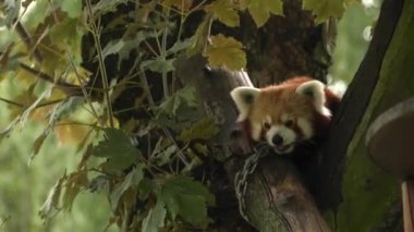 Red panda bir ağaçta oturuyor. Dinleniyor. 4k, Uhd, 50p, kaydırma, portre, 