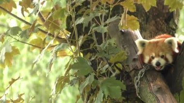 Red panda bir ağaçta oturuyor. Dinleniyor. 4k, Uhd, 50p, kaydırma, portre, 