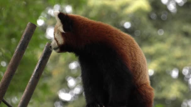 Röd Panda Sitter Ett Träd Vila Uhd 50P Panorering Närbild — Stockvideo