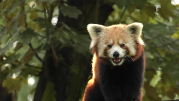 Panda Vermelho Sentado Numa Árvore Descansar Uhd 50P Panning Fechar — Vídeo de Stock