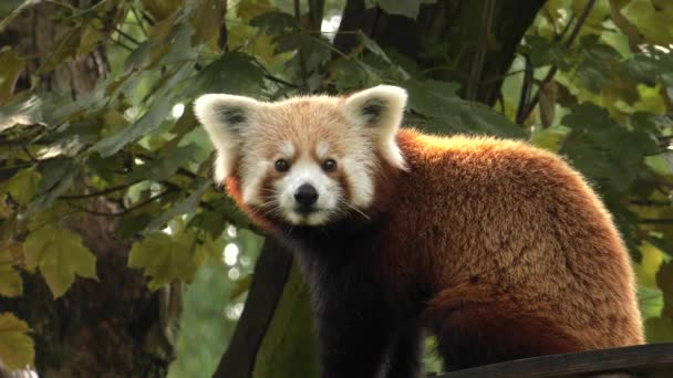 Panda Červená Sedí Stromě Odpočívá Uhd 50P Posouvání Closeup — Stock video