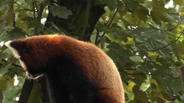 Panda Vermelho Sentado Numa Árvore Descansar Uhd 50P Panning Fechar — Vídeo de Stock