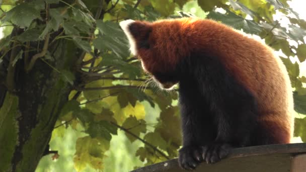 Κόκκινο Panda Κάθεται Ένα Δέντρο Ανάπαυσης Uhd 50P Panning Κοντινό — Αρχείο Βίντεο