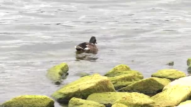 Enten Schwimmen See Steine Hintergrund Uhd 50P 60P Schwenken Nahaufnahme — Stockvideo