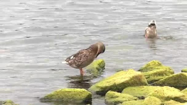 Enten Schwimmen See Steine Hintergrund Uhd 50P 60P Schwenken Nahaufnahme — Stockvideo