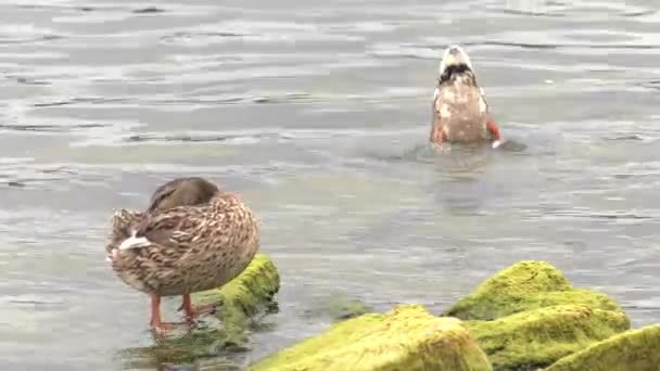 Ducks Swim Lake Stones Background Uhd 50P 60P Panning Closeup — Stock Video