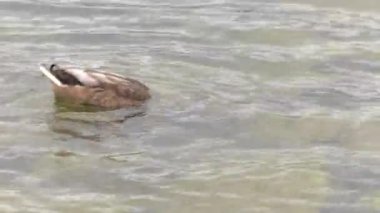 Ördekler denizinde yüzerim. Taş içinde belgili tanımlık geçmiş. 4k, Uhd, 50p, 60p, kaydırma, portre, 