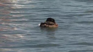 Ördekler denizinde yüzerim. Taş içinde belgili tanımlık geçmiş. 4k, Uhd, 50p, 60p, kaydırma, portre, 