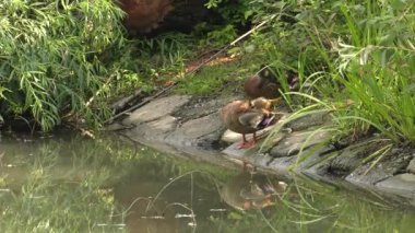 Güzel kahverengi ördek. Göl içinde belgili tanımlık geçmiş. Yeşil çim. 4k, Uhd, 50p, kaydırma, portre, 