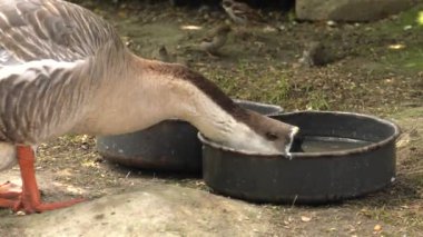 Siyah ve beyaz kaz. 4k, Uhd, 50p, kaydırma, portre