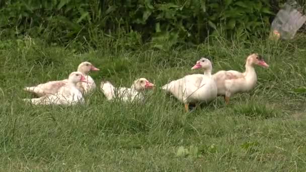 Black White Goose Uhd 50P Panning Closeup — Stock Video