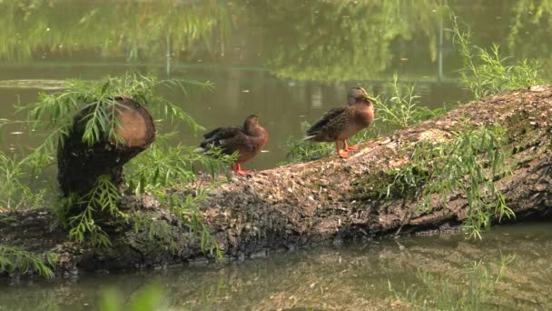 Vacker Brun Duck Sjön Bakgrunden Grönt Gräs Uhd 50P Panorering — Stockvideo