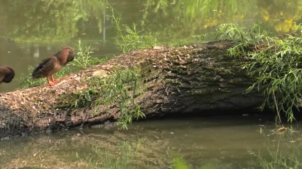 Piękne Kaczki Brązowy Jezioro Tle Zielona Trawa Uhd 50P Panoramowanie — Wideo stockowe