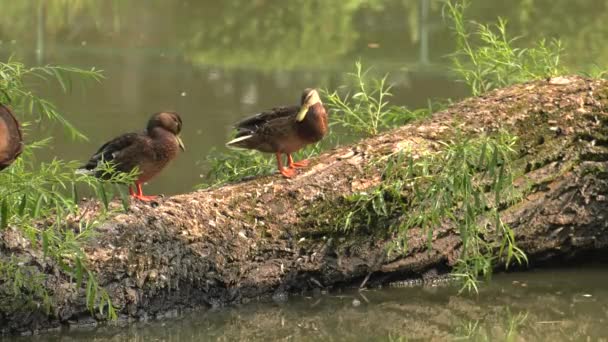 Lindo Pato Castanho Lago Fundo Grama Verde Uhd 50P Panning — Vídeo de Stock