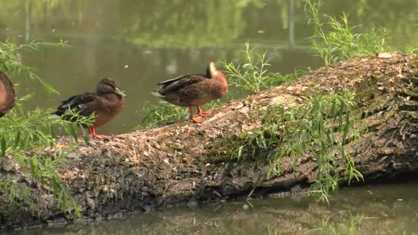 Vacker Brun Duck Sjön Bakgrunden Grönt Gräs Uhd 50P Panorering — Stockvideo