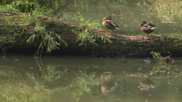 Vacker Brun Duck Sjön Bakgrunden Grönt Gräs Uhd 50P Panorering — Stockvideo