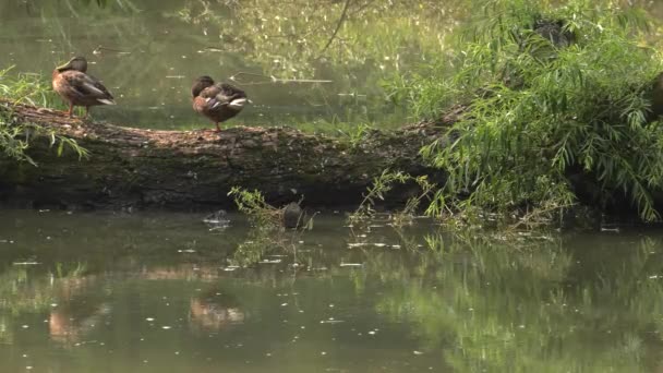Vacker Brun Duck Sjön Bakgrunden Grönt Gräs Uhd 50P Panorering — Stockvideo