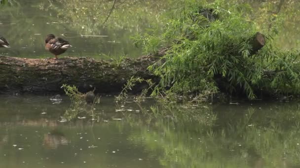 美しい茶色の鴨 背景の湖 緑の草 Uhd クローズ アップ — ストック動画