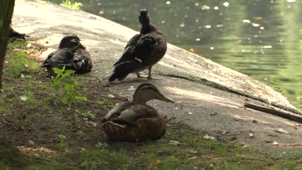 Mooie Bruine Eend Meer Achtergrond Groen Gras Uhd 50P Pannen — Stockvideo