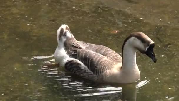 黑鹅和白鹅 Uhd Pnanning — 图库视频影像