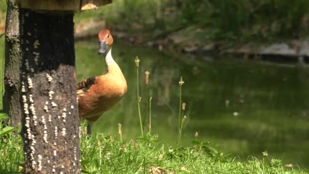 Красива Коричнева Качка Озеро Задньому Плані Зелена Трава Uhd 50P — стокове відео