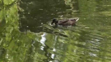 Güzel kahverengi ördek. Göl içinde belgili tanımlık geçmiş. Yeşil çim. 4k, Uhd, 50p, kaydırma, portre, 