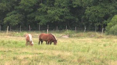 Birkaç at bir çayır üzerinde otlatmak. Onlar ot yer. Ağaçlar ve çalılar background.4k, Uhd, içinde 50p, 60p, kaydırma, portre, 