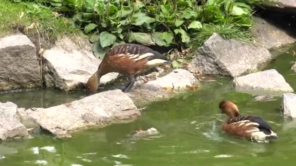 Beautiful Brown Duck Lake Background Green Grass Uhd 50P Panning — Stock Video