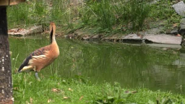 Vacker Brun Duck Sjön Bakgrunden Grönt Gräs Uhd 50P Panorering — Stockvideo