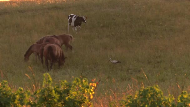Les chevaux paissent dans une prairie. Ils mangent de l'herbe. 4K, UHD, 50p, 60p, Panoramique, Gros plans .