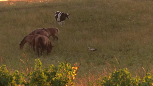 牧草地で放牧します 彼らは草を食べる Uhd クローズ アップ — ストック動画