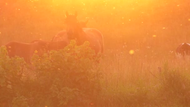 马在草地上吃草 他们吃草 Uhd 50Pup Pan纳 特写镜头 — 图库视频影像