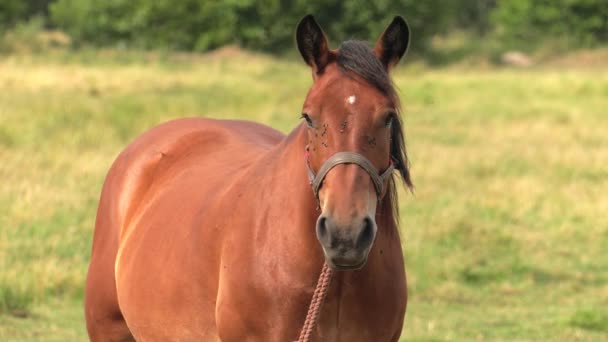 Mehrere Pferde Grasen Auf Einer Weide Sie Fressen Gras Bäume — Stockvideo