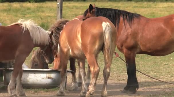 Cavalli Una Mucca Bevono Acqua Dalla Vasca Prato Alberi Sullo — Video Stock
