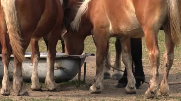 Cavalos Junto Com Uma Vaca Bebem Água Banheira Prados Árvores — Vídeo de Stock