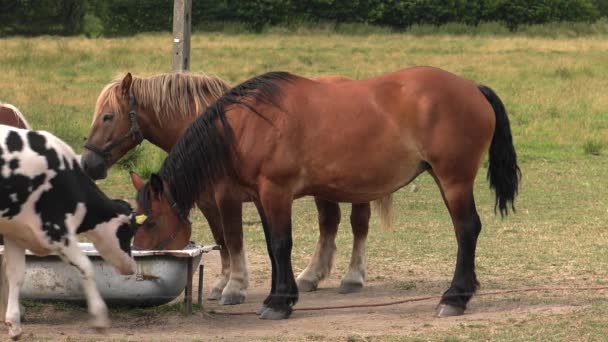 Chevaux avec une vache boire de l'eau de la baignoire. Pré et arbres dans le fond. 4K, UHD, 50p, 60p, Panoramique, Gros plan , 