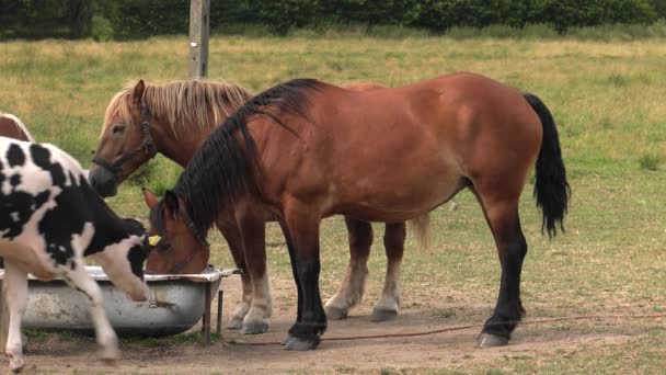 Коні Разом Коровами Ють Воду Ванни Луг Дерева Задньому Плані — стокове відео